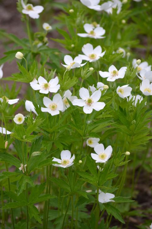 Anemone canadensis Seeds | Canada Anemone - Native Perennial Wildflower (100 Seeds)