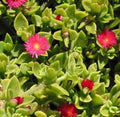 Aptenia cordifolia ‘Red Apple’ Unrooted Cuttings 24-pack – Sun Rose Groundcover