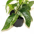 Epipremnum Pinnatum Variegated Albo Rooted Cutting - Rare Aroid