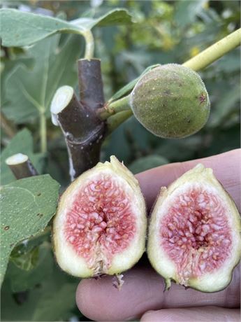 Dark Portuguese Fig Cutting (Unrooted) - 8"+, 3+ Nodes | Ficus carica
