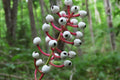 Doll’s Eyes Plants (Actaea pachypoda) Bare-Root Set of 5 | White Baneberry for Shade Gardens