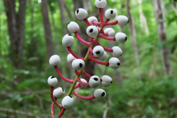 Doll’s Eyes Plants (Actaea pachypoda) Bare-Root Set of 5 | White Baneberry for Shade Gardens