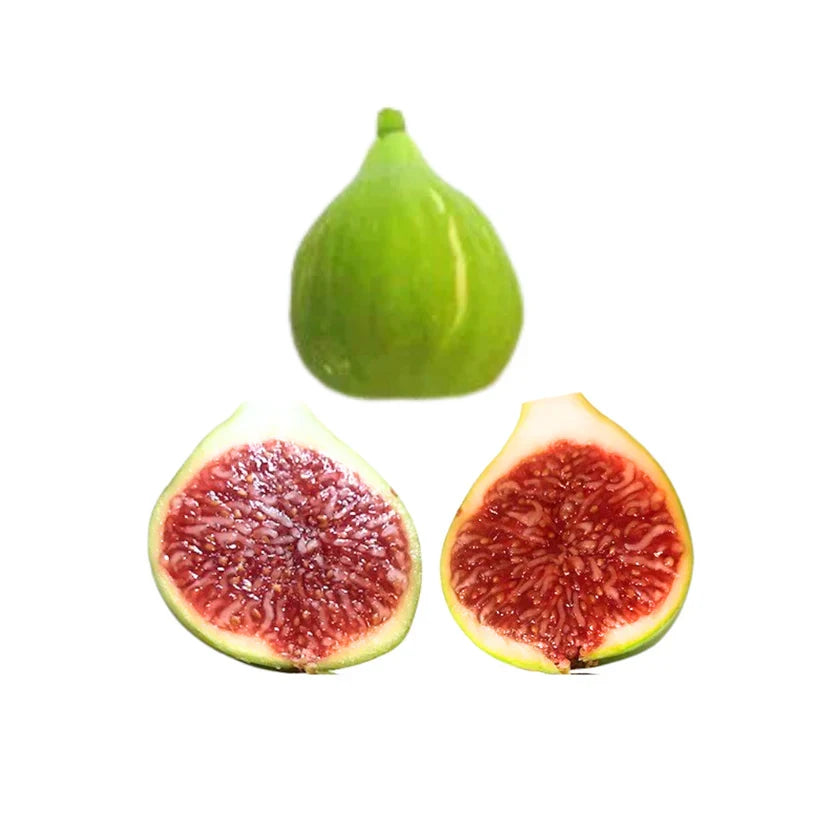 Battaglia Green Fig Cutting (Unrooted) 8”+ | Ficus carica, Green Skin, Red Flesh