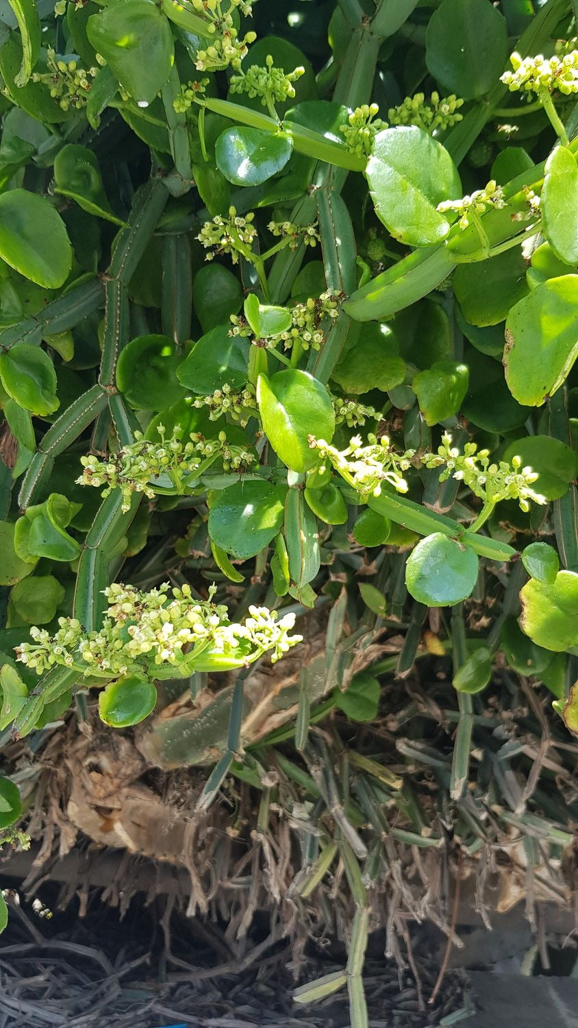 Cissus quadrangularis Unrooted Cuttings (2) – Rare Exotic Succulent Vine, Veldt Grape Starter