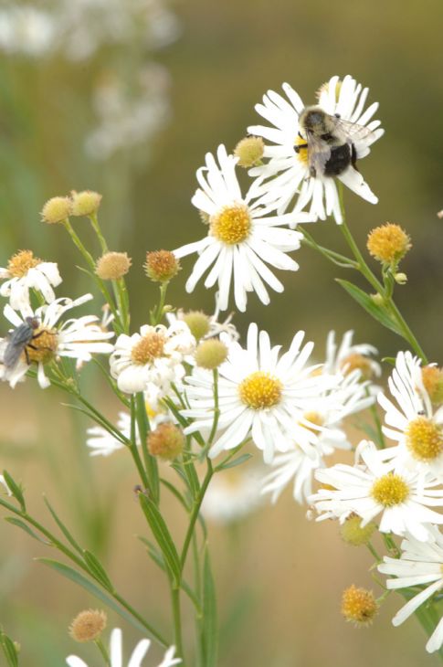 Boltonia asteroides Seeds (False Aster) - 500 Non-GMO Seeds for Native Gardens & Pollinator Meadows