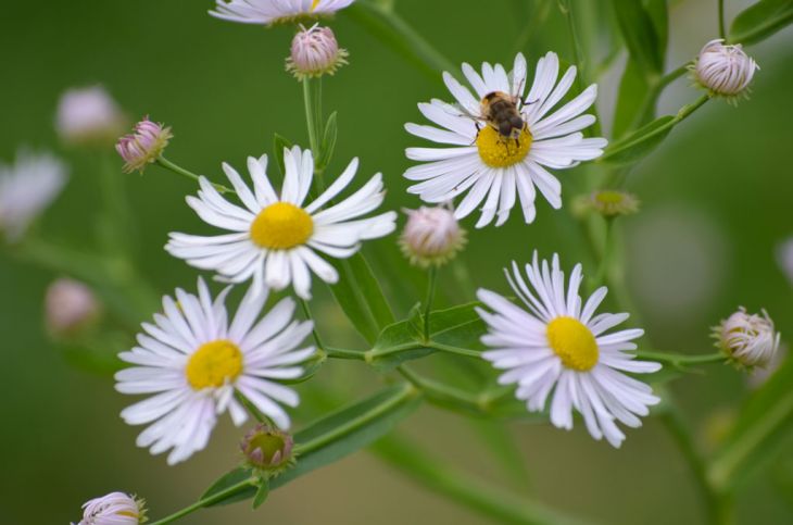 Boltonia asteroides Seeds (False Aster) - 500 Non-GMO Seeds for Native Gardens & Pollinator Meadows