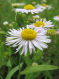 Boltonia decurrens Seeds | Decurrent False Aster | Native Pollinator-Friendly Meadow Plant