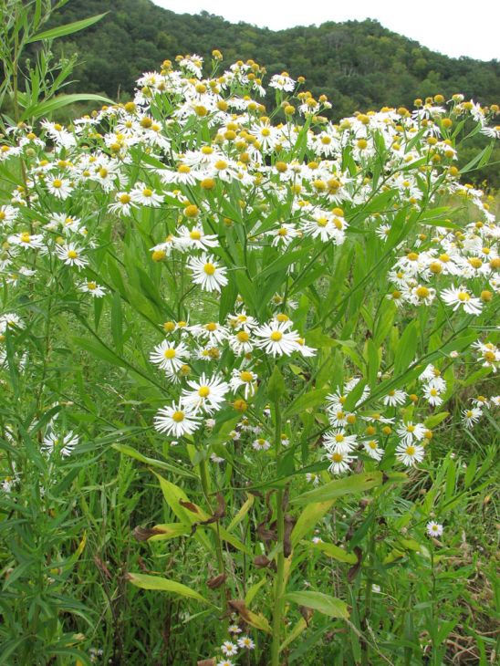 Boltonia decurrens Seeds | Decurrent False Aster | Native Pollinator-Friendly Meadow Plant