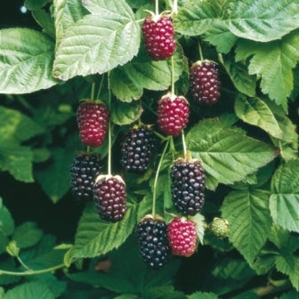 Boysenberry Plant | Live Bare Root Starter - Thornless Vine, Heavy Fruit Producer