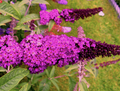 Live Royal Red Butterfly Bush Buddleja davidii – 1 Pint Pot, Fragrant Red-Purple Blooms, Drought Tolerant