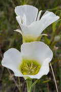 Calochortus gunnisonii Seeds | Rocky Mountain Mariposa Lily – 30 Non-GMO Seeds