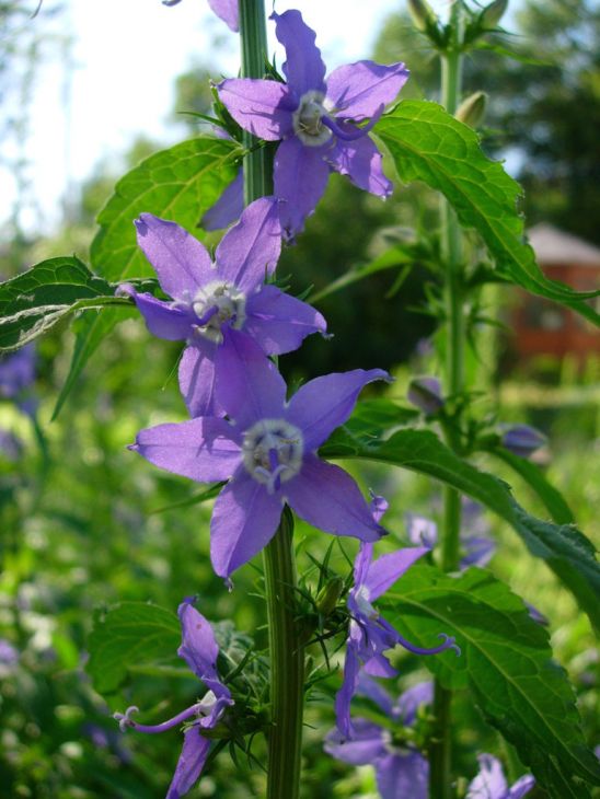 Campanula americana Tall Bellflower Seeds - 500 Premium Non-GMO