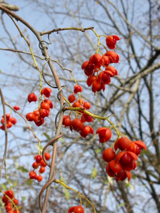 American Bittersweet (Celastrus scandens) Seeds – 30 Non-GMO Native Climbing Vine