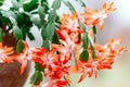 Orange Christmas Cactus (Schlumbergera truncata) Live Plant - 5–6" Bareroot, Holiday Blooms