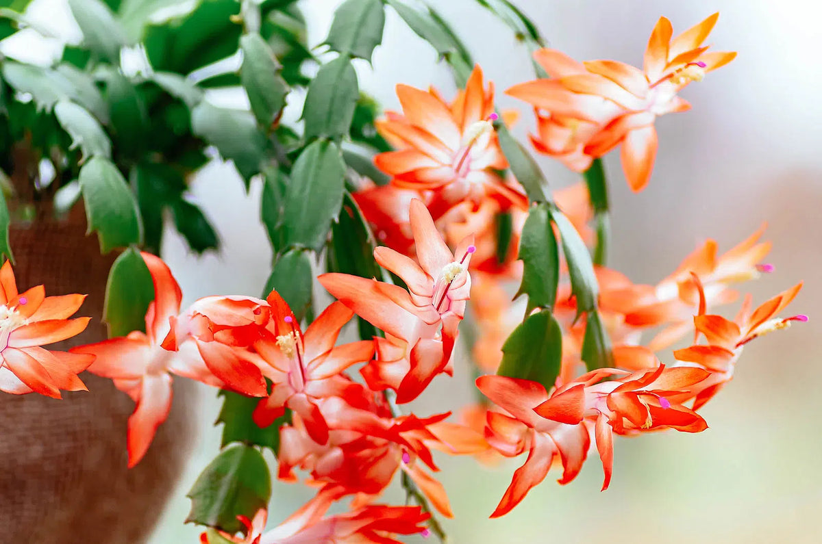 Orange Christmas Cactus (Schlumbergera truncata) Live Plant - 5–6" Bareroot, Holiday Blooms