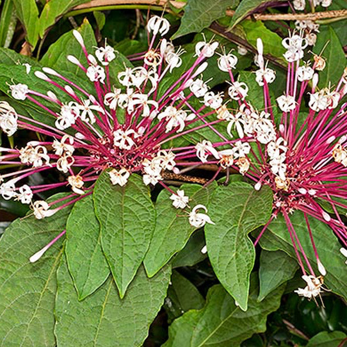 Starburst Plant Cuttings - Clerodendrum Quadriloculare (Unrooted) 6-Pack