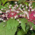 Starburst Plant Cuttings - Clerodendrum Quadriloculare (Unrooted) 6-Pack