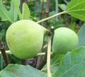 Conadria Fig Cuttings (Ficus carica) - Unrooted 6-8" x2 for Propagation