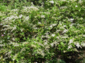 Chinese Privet Hedge Cuttings (Ligustrum sinense) — 20 Unrooted Fresh Cuttings for Privacy Screens