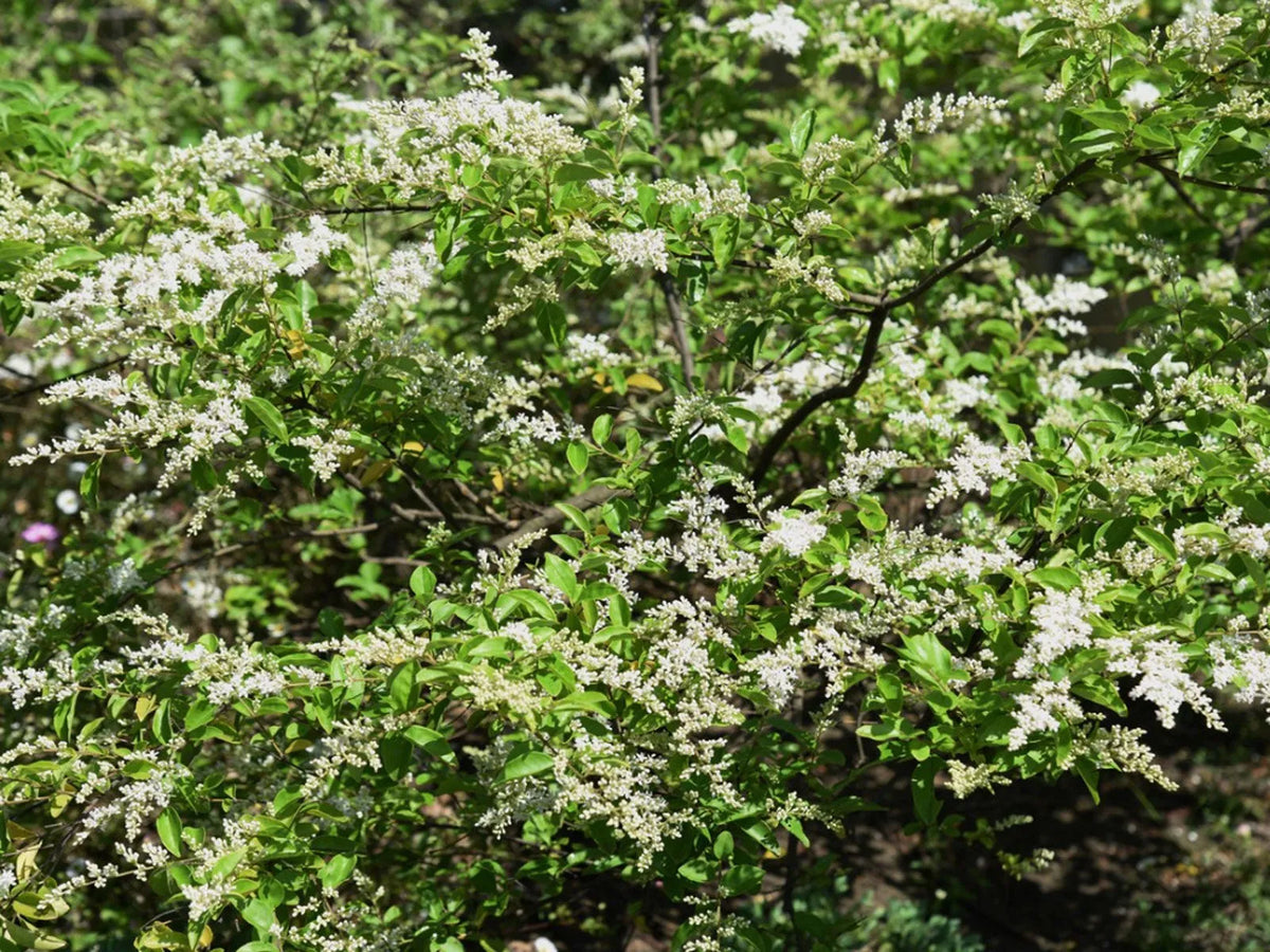 Chinese Privet Hedge Cuttings (Ligustrum sinense) — 20 Unrooted Fresh Cuttings for Privacy Screens