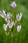 Shooting Star (Dodecatheon meadia) Bare-Root Plants — 5 Pack