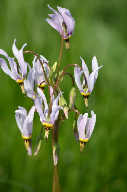 Shooting Star (Dodecatheon meadia) Bare-Root Plants — 5 Pack