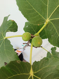 Dominick’s Fig Cutting (Unrooted) 8+" Ficus carica - Rare Heirloom, Cold-Hardy for Propagation