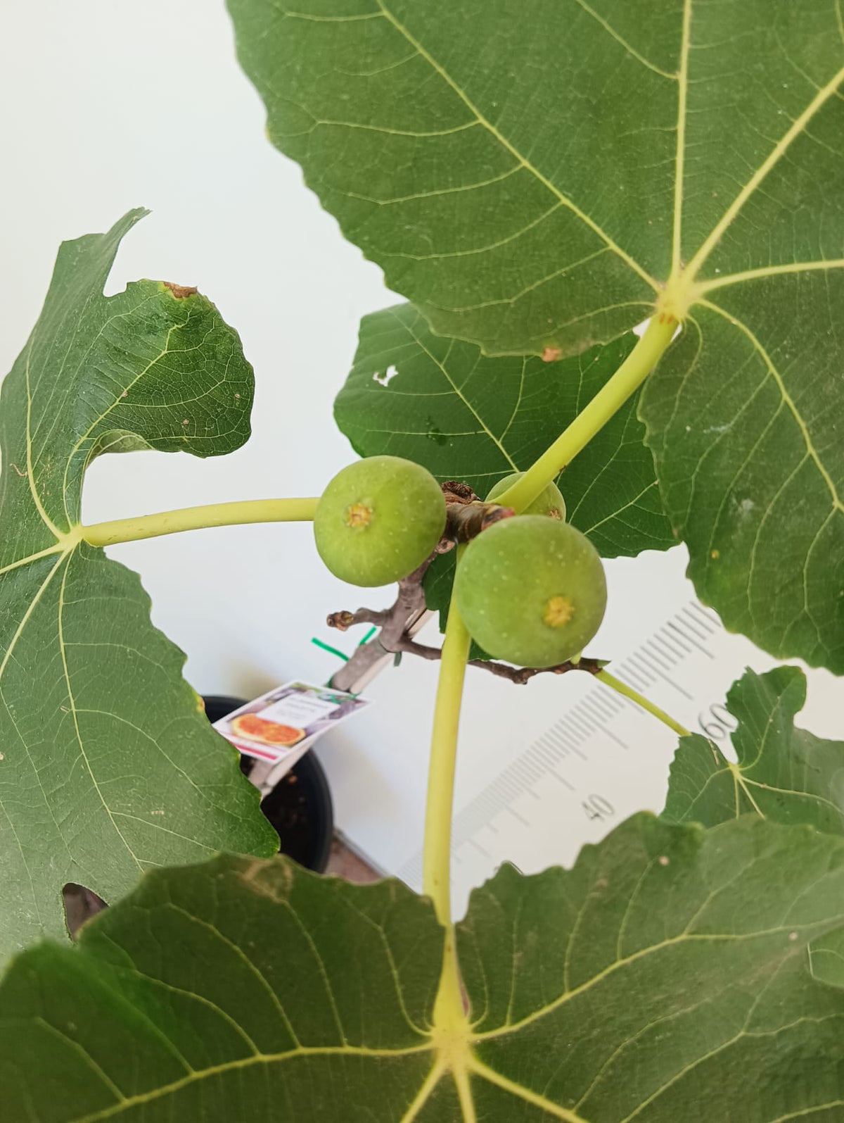 Dominick’s Fig Cutting (Unrooted) 8+" Ficus carica - Rare Heirloom, Cold-Hardy for Propagation