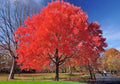 Red Maple Tree (Acer rubrum) Bare Root 1–2 ft Tall | Fast-Growing Native Shade Tree