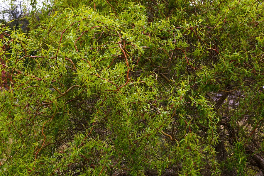 Corkscrew Willow Tree (Salix matsudana 'Tortuosa') – 1–2 ft Bare Root Dragon’s Claw