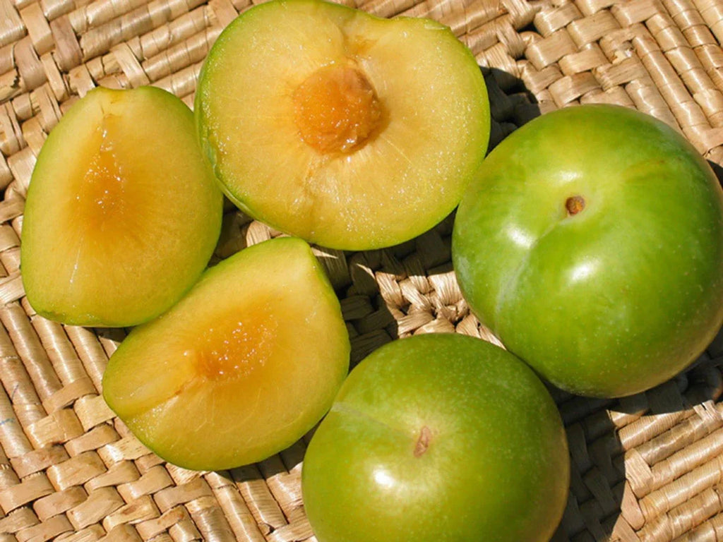 Emerald Pluot Scions - 5 Unrooted 3–6" Grafting Cuttings (Plum x Apricot Hybrid)
