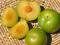 Emerald Pluot Scions - 5 Unrooted 3–6" Grafting Cuttings (Plum x Apricot Hybrid)