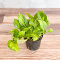 Global Green Pothos Rooted Cutting | Epipremnum aureum - Fully Rooted Indoor Plant