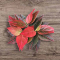 Aglaonema Red Vein Rooted Starter Plant | Chinese Evergreen Indoor Plant