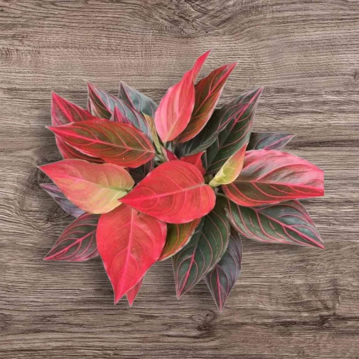 Aglaonema Red Vein Rooted Starter Plant | Chinese Evergreen Indoor Plant