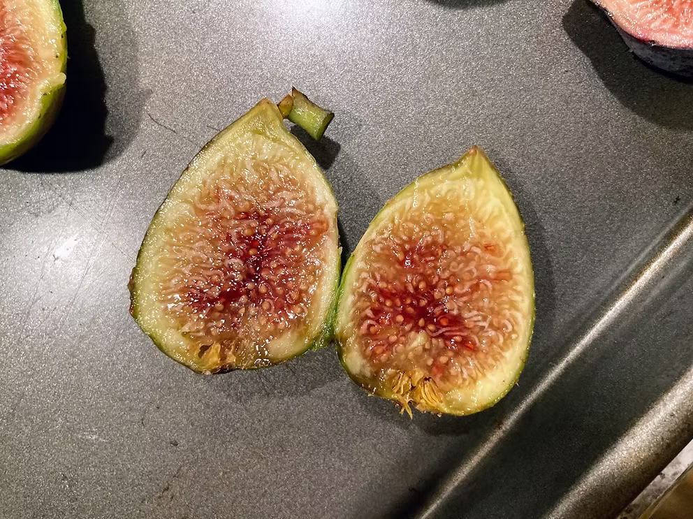 Corragio Fig Cutting (Unrooted) - 8"+, 3+ Nodes | Ficus carica Rare Variety for Propagation or Grafting