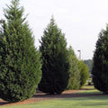Leyland Cypress Cuttings (Cupressocyparis leylandii) - 15 Unrooted 6-7" for Privacy Screen
