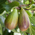 Brunswick Fig Cuttings (Ficus carica) - 2 Unrooted 6-8" Pieces for Propagation