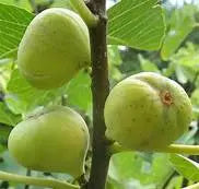 Brooklyn White Fig Cuttings (2 Unrooted) - 6-8" Organic Heirloom Propagation