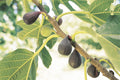 Violette de Bordeaux Fig Tree – Ficus carica Bare Root Starter Plant, Self-Fertile, Compact 6–10 ft, Dark Purple Figs