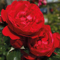 Florentina Rose Cuttings - 3 Unrooted Rosa Florentina Climbing Rose Cuttings for Rooting or Grafting