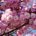 Kwanzan Cherry Blossom Tree Cuttings - Unrooted 8-10" Prunus serrulata (10 Cuttings)