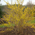 Forsythia Cuttings - 10 Unrooted 6-8