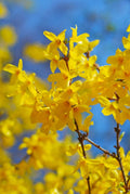 Lynwood Gold Forsythia Cuttings - 10 Unrooted Forsythia × intermedia Hardwood Cuttings