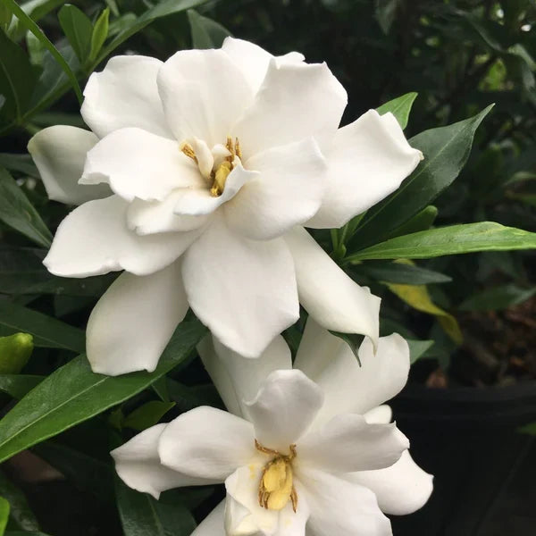 Frostproof Gardenia – Mature Live Plant in 1-Gallon Pot, Fragrant White Blooms, Evergreen Shrub