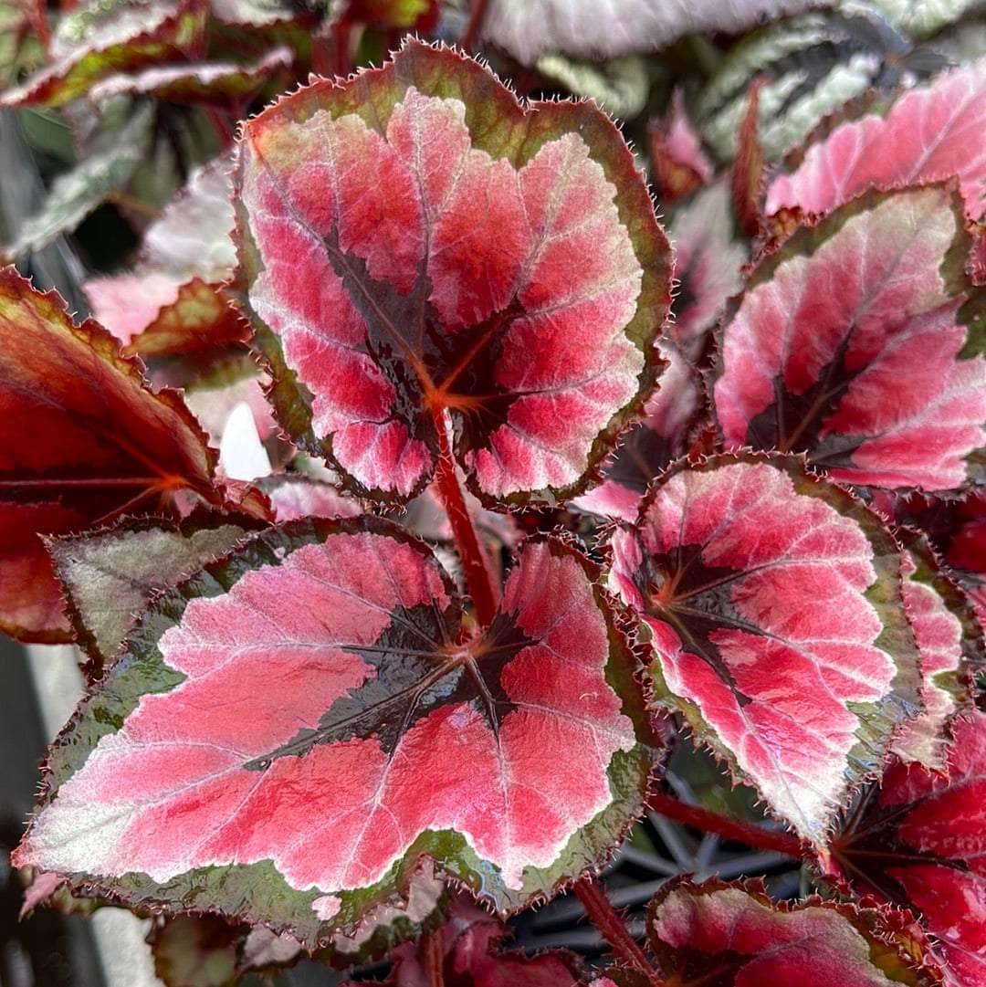 Begonia Red Robin Live Plant (Bareroot) 4–6” Tall – Deep Red Variegated Foliage