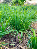 Garlic Chives Live Plants - 50 Bare Root Allium Tuberosum (Non-GMO, Organic) Perennial