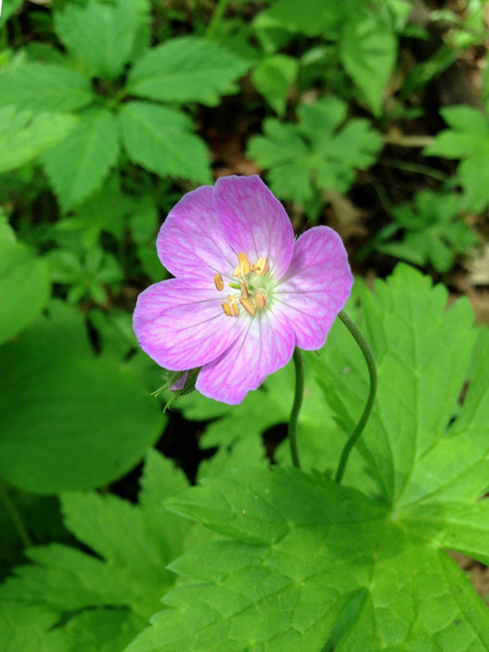 Wild Geranium canadense Bulbs - 10 Live Native Perennial Roots for Shade Gardens