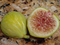 Sicilian White Fig Cutting (Ficus carica) - 3+ Nodes, 8"+ Long for Propagation