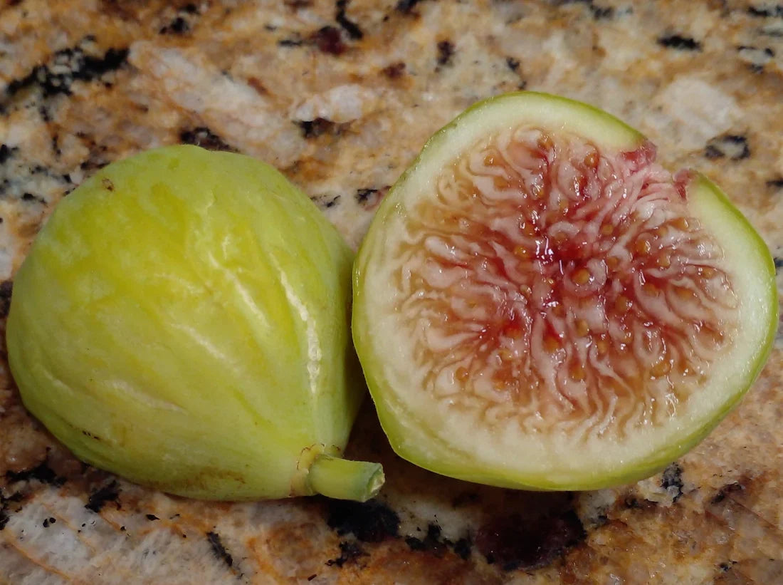Sicilian White Fig Cutting (Ficus carica) - 3+ Nodes, 8"+ Long for Propagation